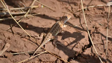 Lesser Earless Lizard.  Photo by Jena Donnell