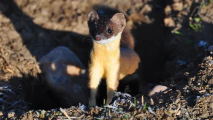 Long-tailed Weasel | Oklahoma Department of Wildlife Conservation