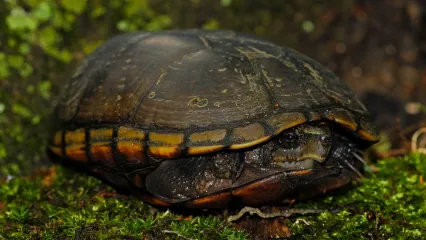 Mississippi Mud Turtle.  Photo by Peter Paplanus/Flickr.com