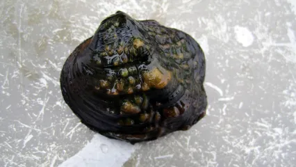 Monkeyface mussel.  Photo by Katie Steiger-Meister/USFWS