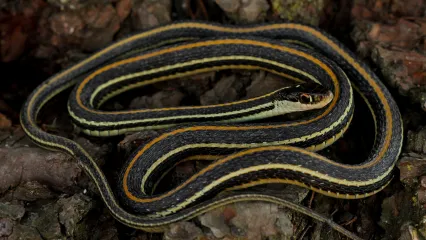 A snake with a black body and yellow and orange stripes coils on a log. 