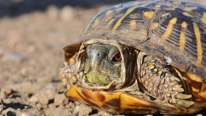 Ornate box turtle.  Photo by Andrew DuBois/Flickr.com