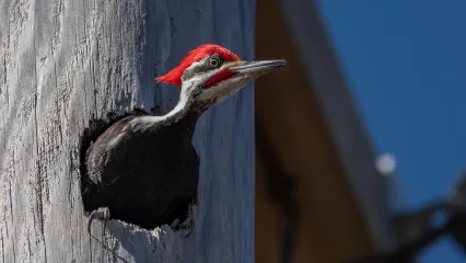 Pileated Woodpecker.  Photo by Stephen Ofsthun