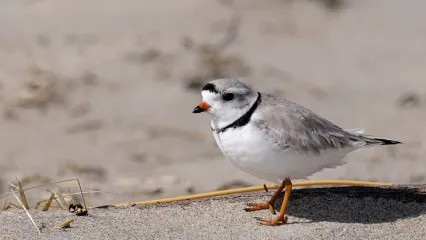 Piping Plover.  Photo by Matt Poole/USFWS