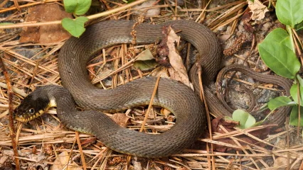 Plain-bellied Watersnake.  Photo by Natalie McNear/Flickr.com