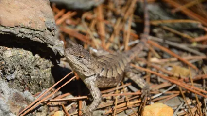 Parairie Lizard.  Photo by Jena Donnell