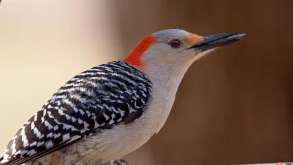 Red-bellied Woodpecker.  Photo by Jeremiah Zurenda