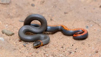 Ring-necked Snake.  Photo by Andrew DuBois/Flickr.com