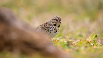 Song Sparrow.  Photo by Jeremiah Zurenda