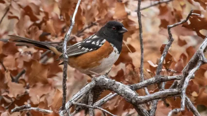 Spotted Towhee.  Photo by Greg Silva/RPS 2021