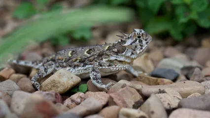 Texas Horned Lizard.  ODWC Photo