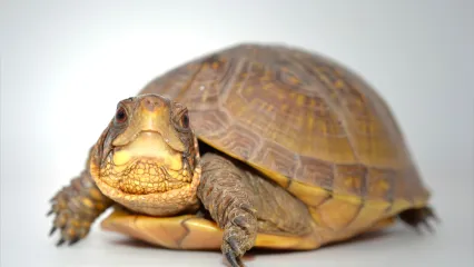 Three-toed Box Turtle.  Photo by Jena Donnell