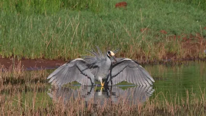Yellow-crowned Night Heron.  Photo by Cammie C Myers/RPS 2017