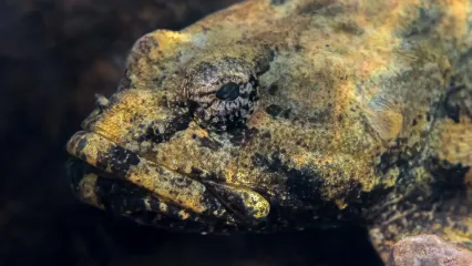 A camouflaged fish with large eyes. 