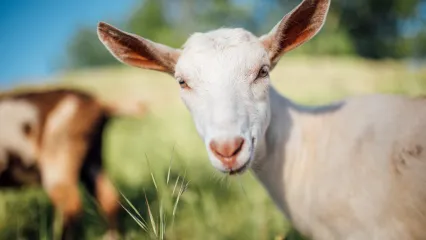 A light-colored goat with long ears.