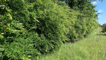 A wall of invasive Chinese privet next to a grassy path