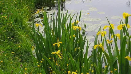 photo of yellow flag iris along edge of body of water