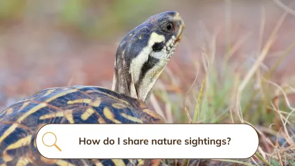 A black and yellow turtle with a search bar superimposed asking "How do I share nature sightings