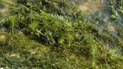 photo of a hydrilla infestation