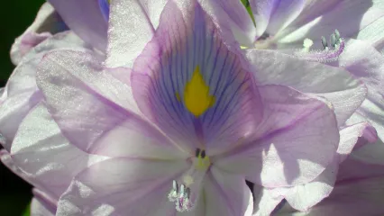 close up photo of a water hyacinth flower