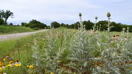 Light gray thistle plants nearly in bloom line a white gravel road. 
