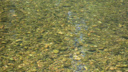 Illinois River & Tributaries