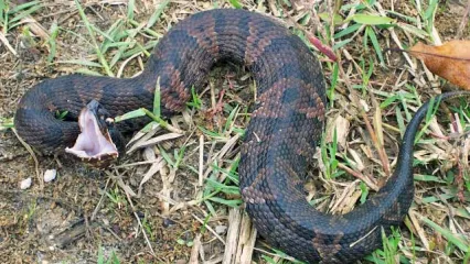 A brown and black snake with its mouth open to show the cottonmouth's namesake white mouth. 