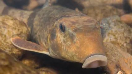 A tan fish with an elongaged snout swims along the cobble. 