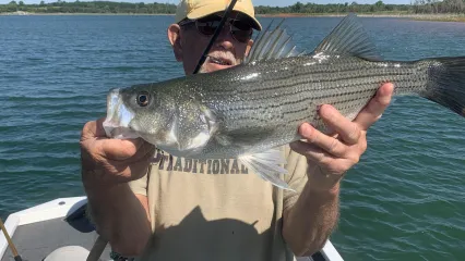 Hybrid Striped Bass