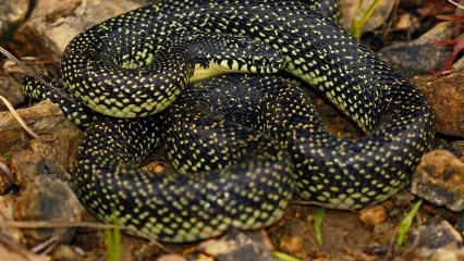A black and yellow speckled snake.
