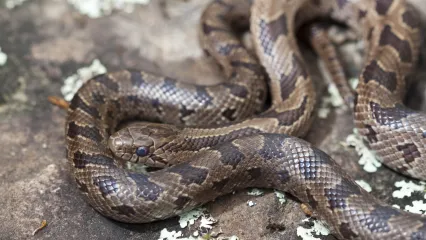 A brown snake with dark blotches