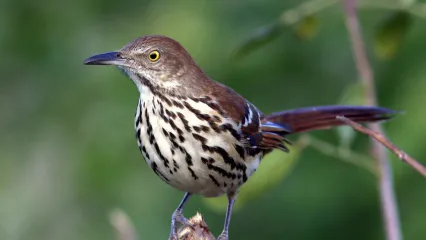 A brown songbird with a long curved bill and streaks on its white breast perches on a cut limb. 
