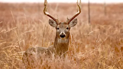 A photo of an antlered deer peering over tall grass.