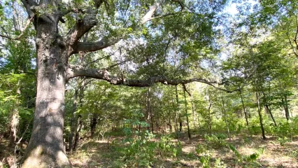 A large red oak tree with a wide, open crown and horizontal limbs. 