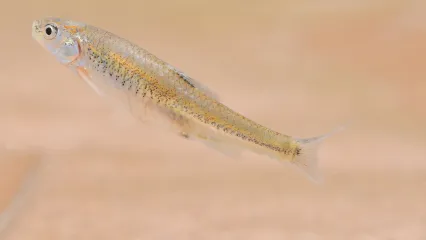 A small fish swimming with sand in the background