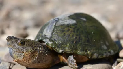 A turtle with a sharply pointed back and a large head with barbels.