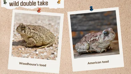 A corkboard with images of two tan colored toads. 