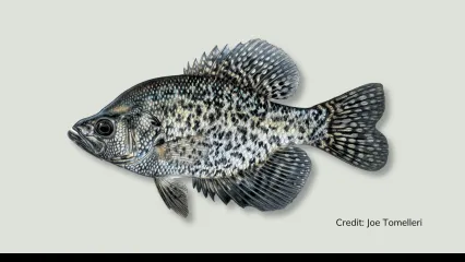 An illustration of a crappie by Joe Tomelleri.