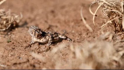A small reddish brown lizard on hardened soil.