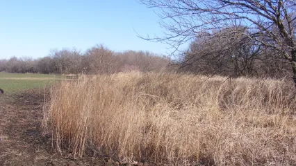 A photo of a good example of diverse habitat in Oklahoma. Trees in the distance, tall grass and a large field can be seen.
