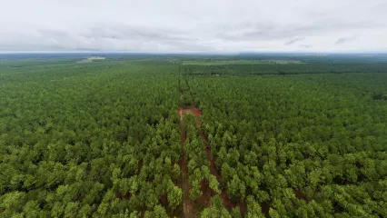 A drone shot of the Herron Family WMA. A large forest continues to the horizon.