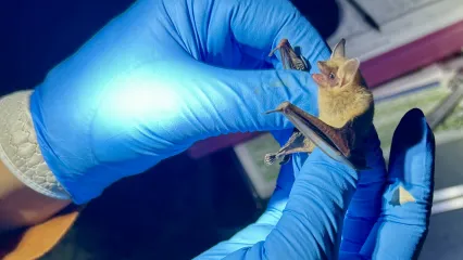 A small brown bat is held by nitrile-gloved hands. 