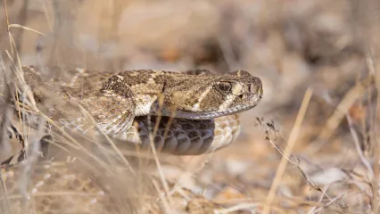 A brown and tan snake coils just above brown vegetation. 