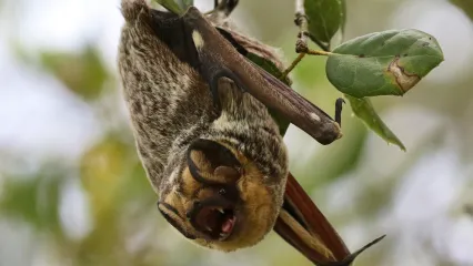 A bat with a frosted brown back and yellowish face hangs upside down from a small twig.