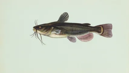 An illustration of a black bullhead catfish by Duane Raver from USFWS.