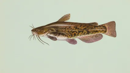 An illustration of a brown bullhead catfish by Duane Raver from USFWS.