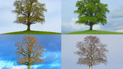 4 Seasons Tree