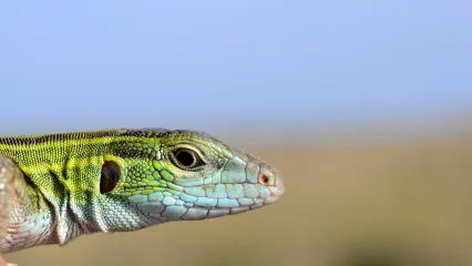 A close up of the head of a green lizard with a light blue chin.