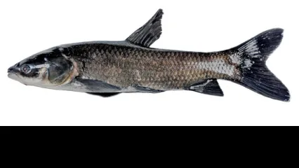 A black carp on a white background.