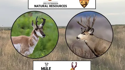 pronghorn mule deer field day promo artwork